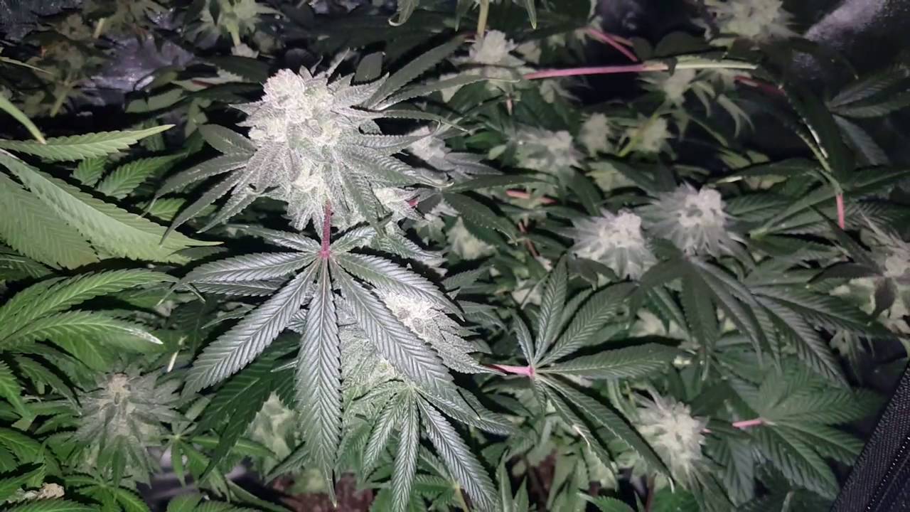 2x3 grow tent in soil w/LED last part before the chop