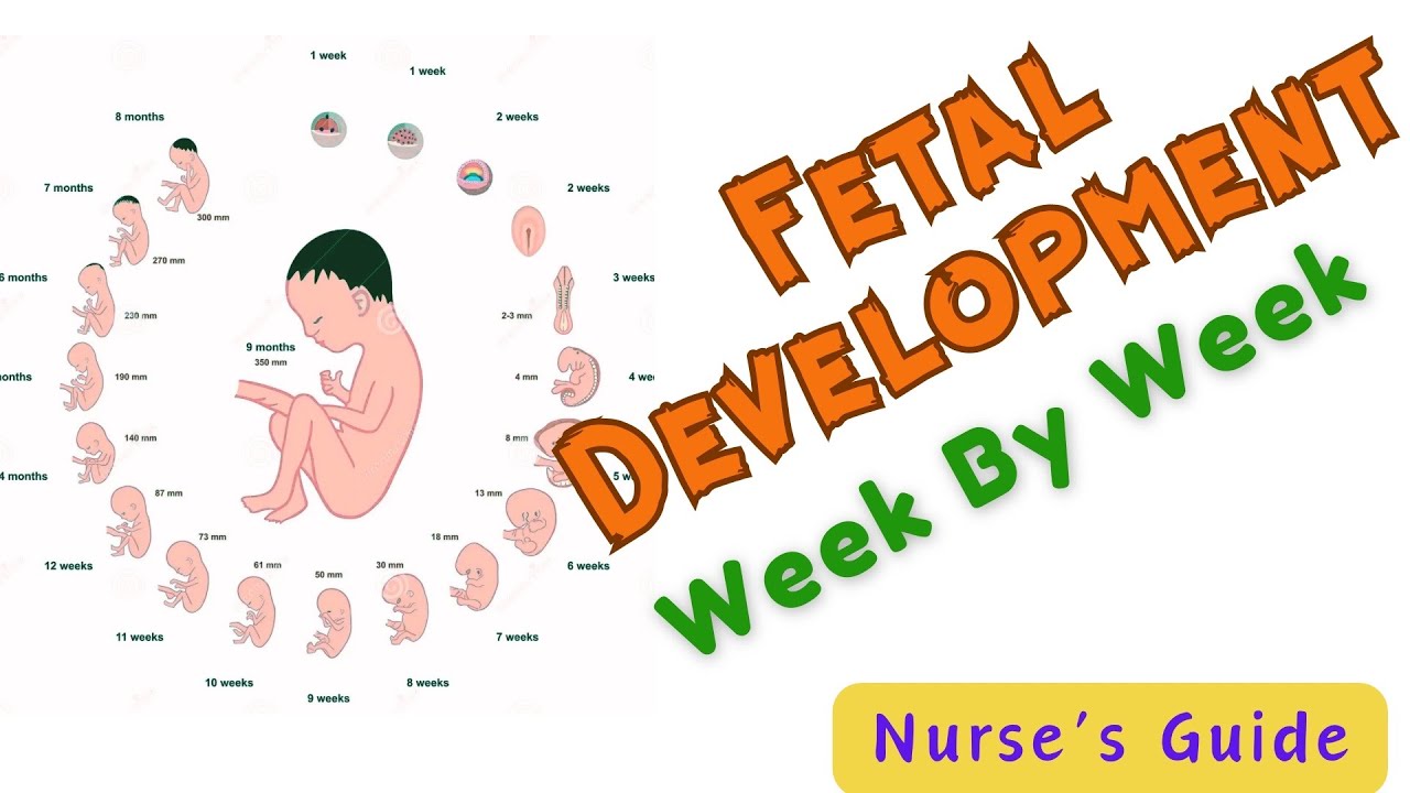 Fetal Development week by week // Baby growth #fetaldevelopment #fetal #growth #weekly #pregnancy