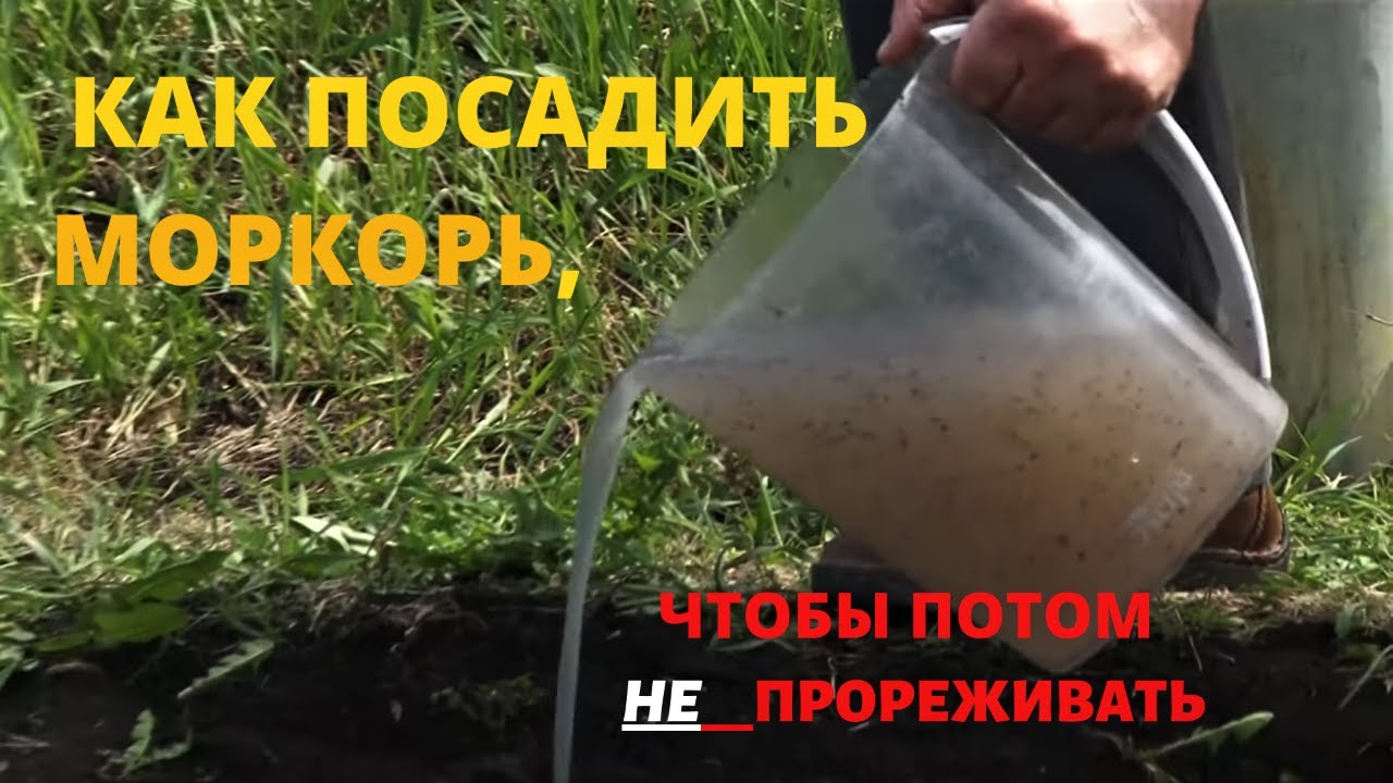 Как посадить морковь, чтобы не прореживать