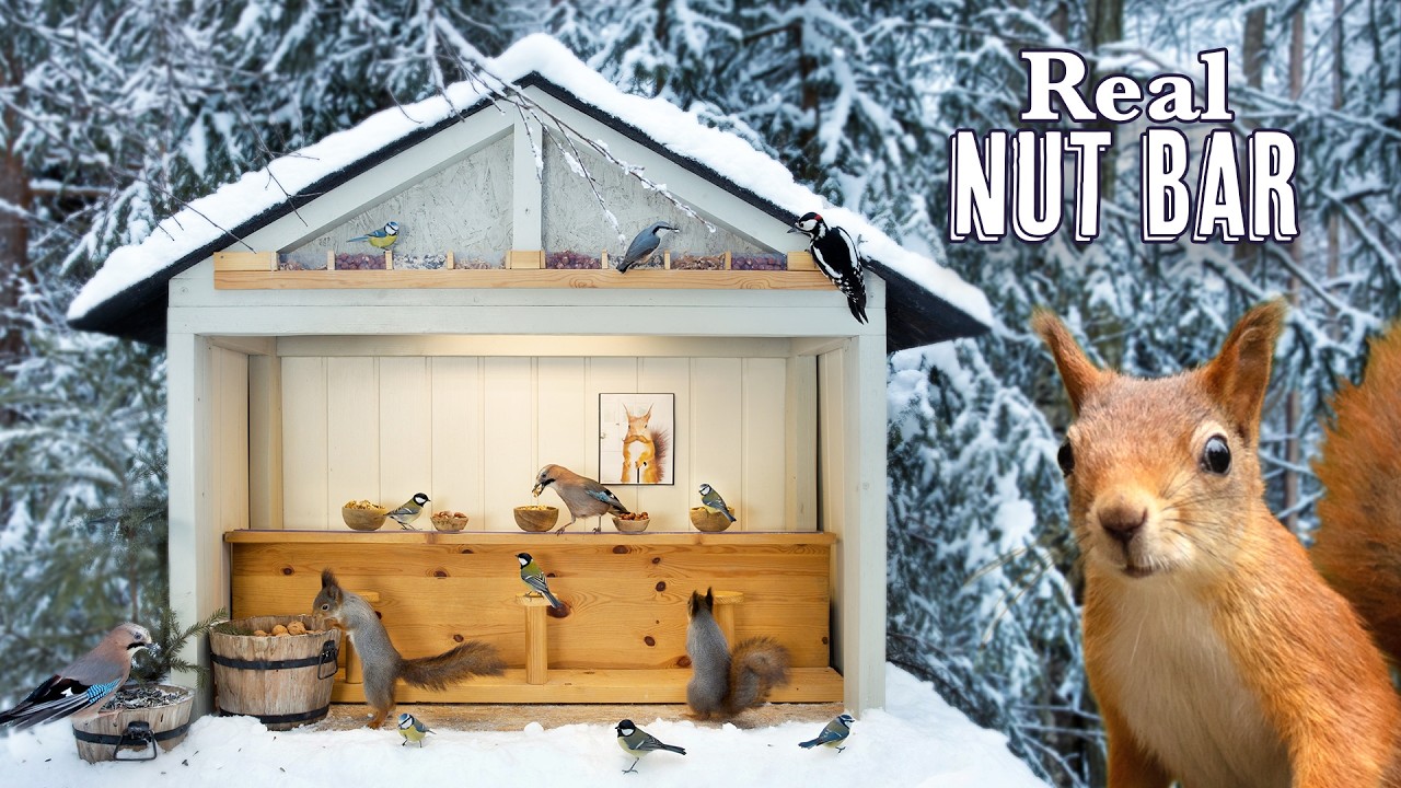 Winter Nut Bar ❄️ Squirrels & Birds — Buckets of Nuts & Seeds | Cat TV • Relaxing
