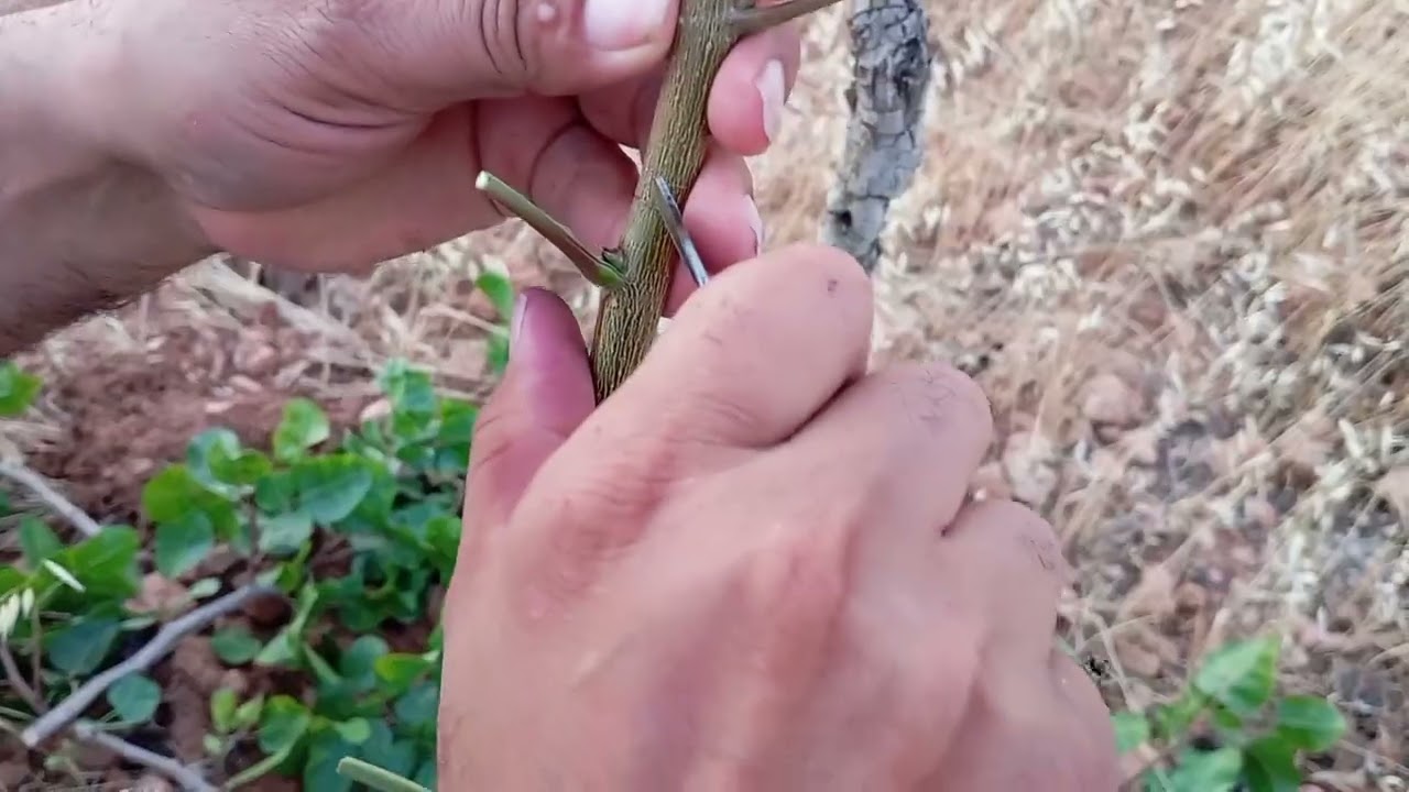 Antep Fistigi Göz Aşısı T aşısı