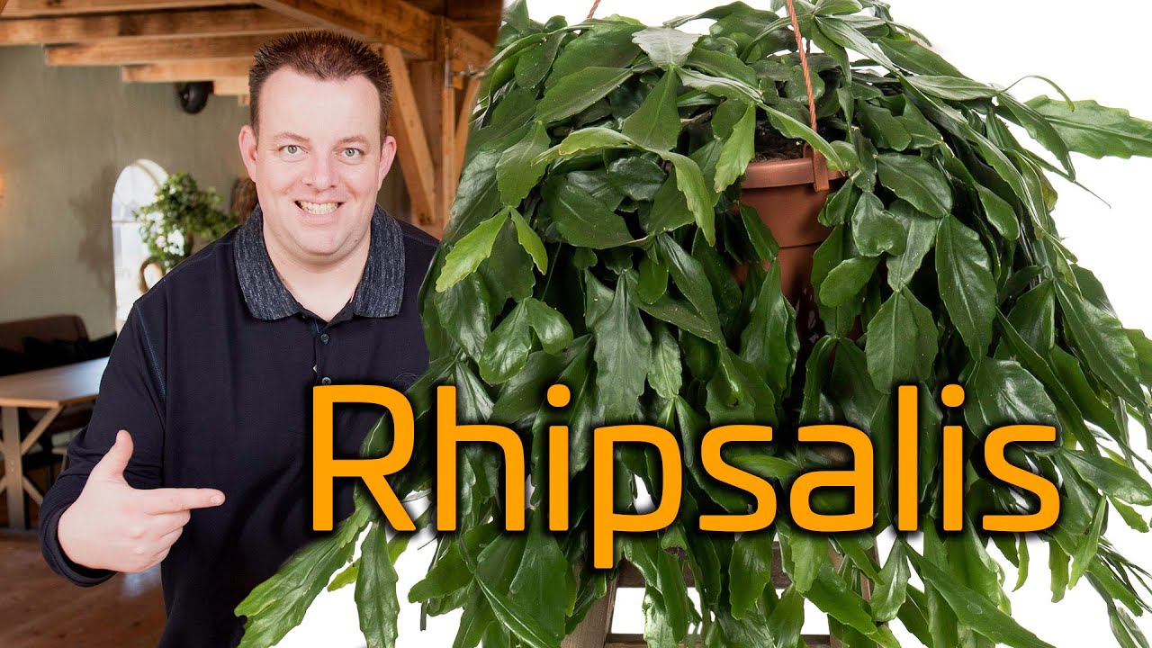 Tips voor de verzorging van je Rhipsalis