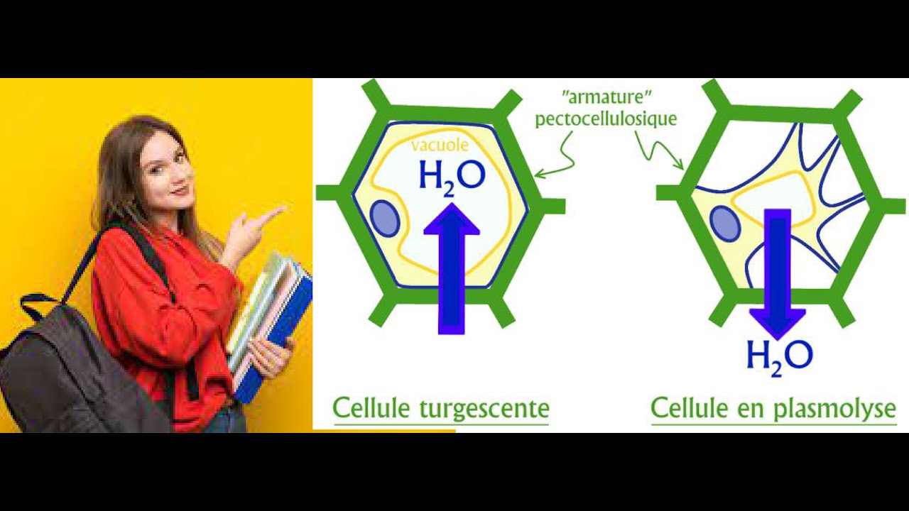 TP 2 Biologie cellulaire : LA CELLULE ET L’OSMOSE (Partie 1)