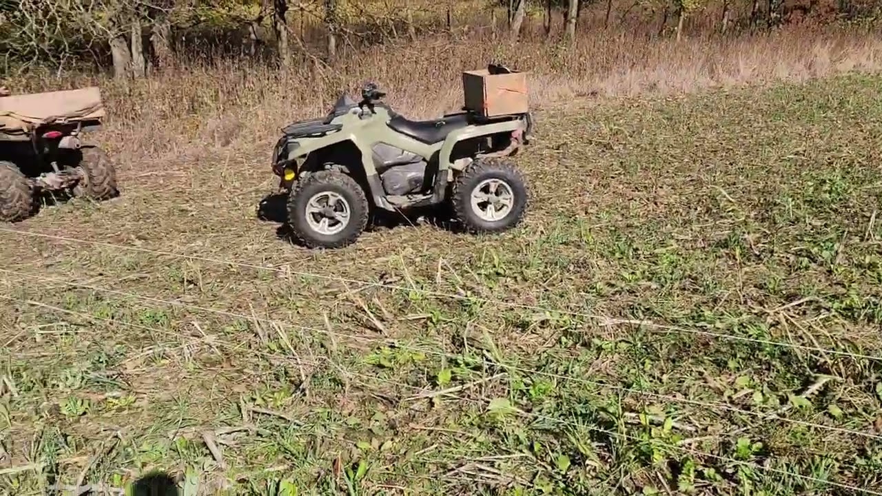 Ни для кого не секрет: козы и овцы любят ходить на новый загон