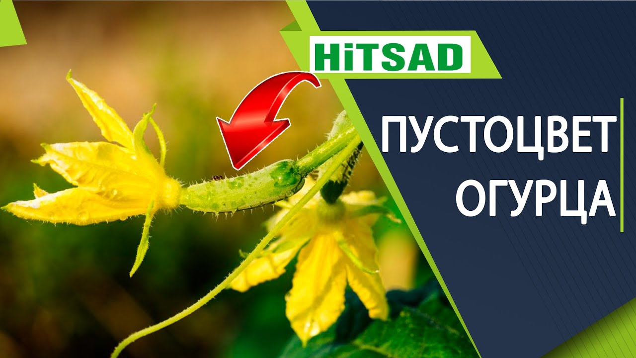 Огурцы цветут, а плодов нет 🥒 Пустоцветы на огурцах