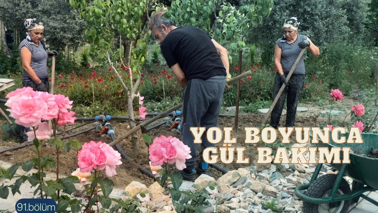 Güller güldü/bahçe düzenlemesi/gül bakımı