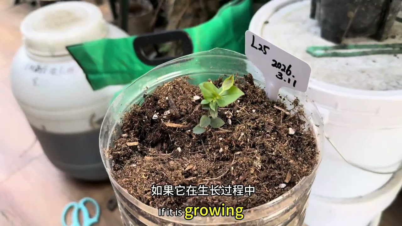 盆栽蓝莓3个不对，你看你占几个？ #盆栽蓝莓 #蓝莓种植技术 #蓝莓小苗 #楼顶果树 #蓝莓盆栽