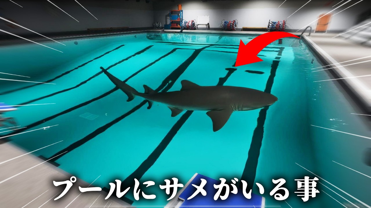 サメが泳いでるプールが面白すぎたww【Sharks and Minnows】