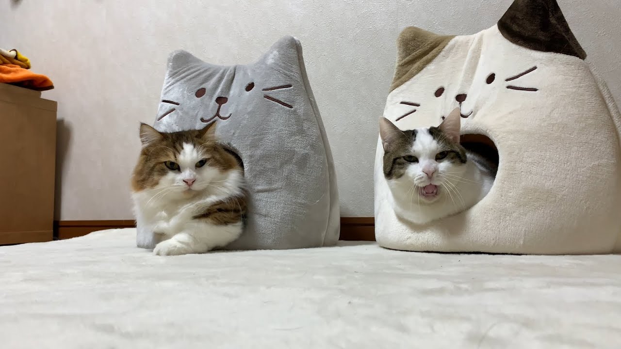 ギュウギュウ詰めになる猫