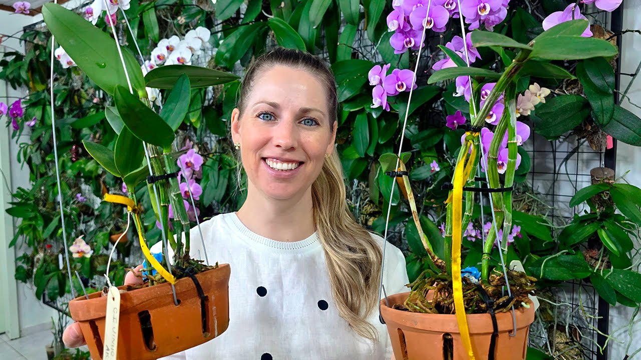 Como PLANTAR orquídea CATTLEYA em VASO de BARRO