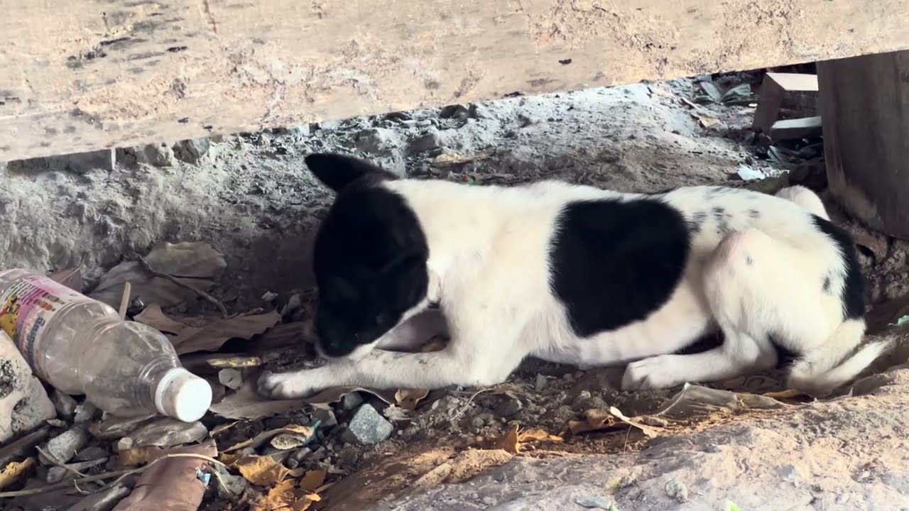 Feeding Hungry Village Puppies 🐶❤️ Heartwarming Moment