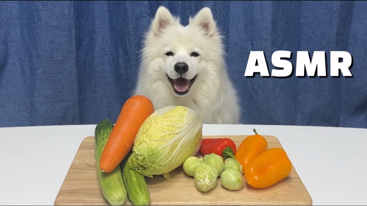 채소 싫어하는 사람도 먹고 싶게 만드는 강아지 채소 먹방 ASMR | Dog vegetable eating show ASMR