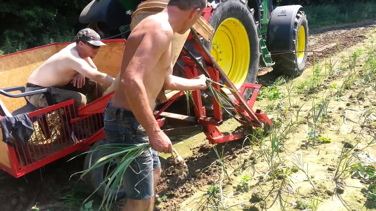 Kopanie czosnku lato 2014