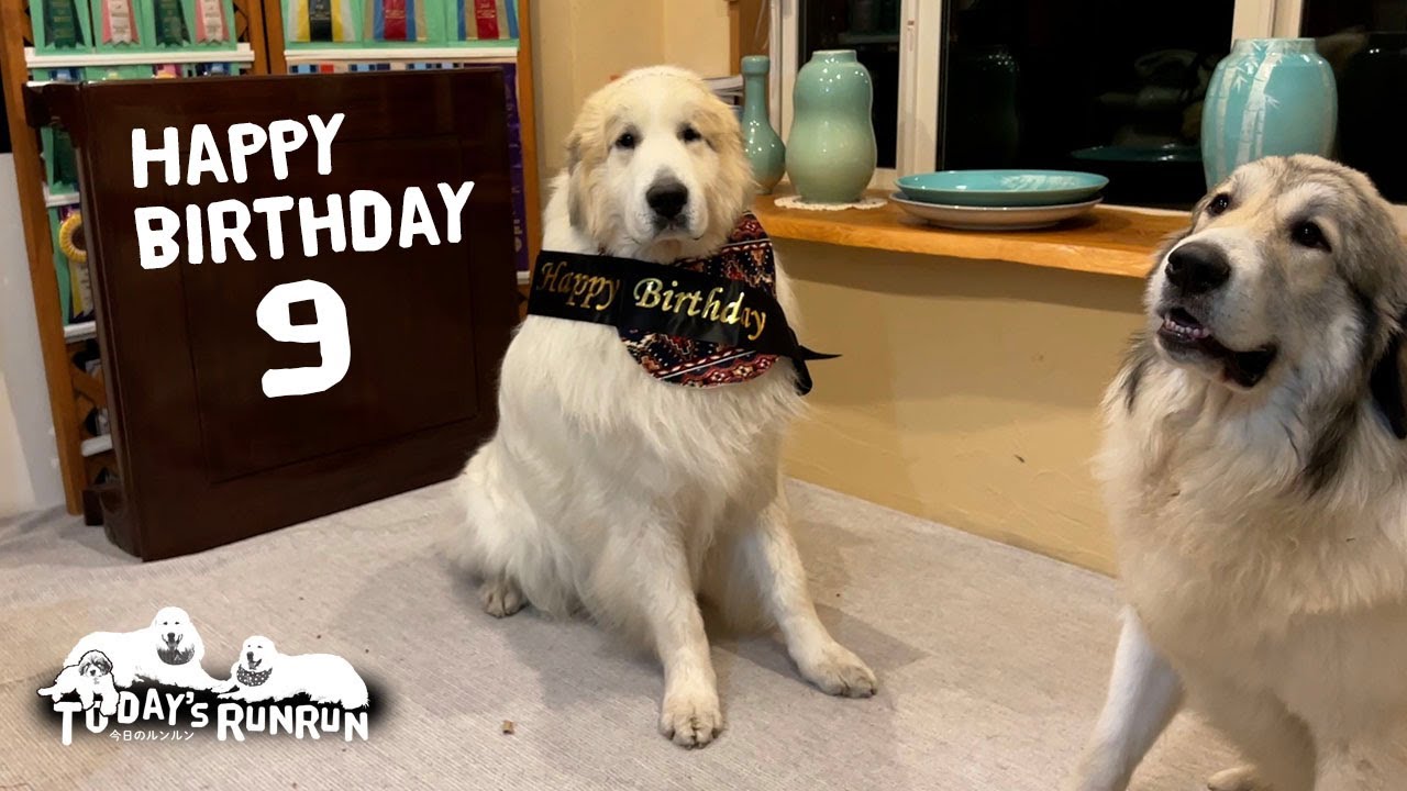 家族みんなで9歳の誕生日をお祝いしたアランです　Great Pyrenees　グレートピレニーズ