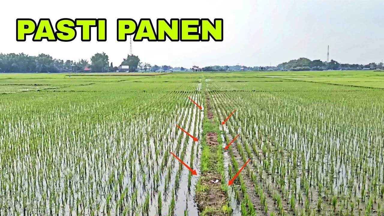 PADI BARU DITANAM DAPATNYA LANGSUNG BANYAK