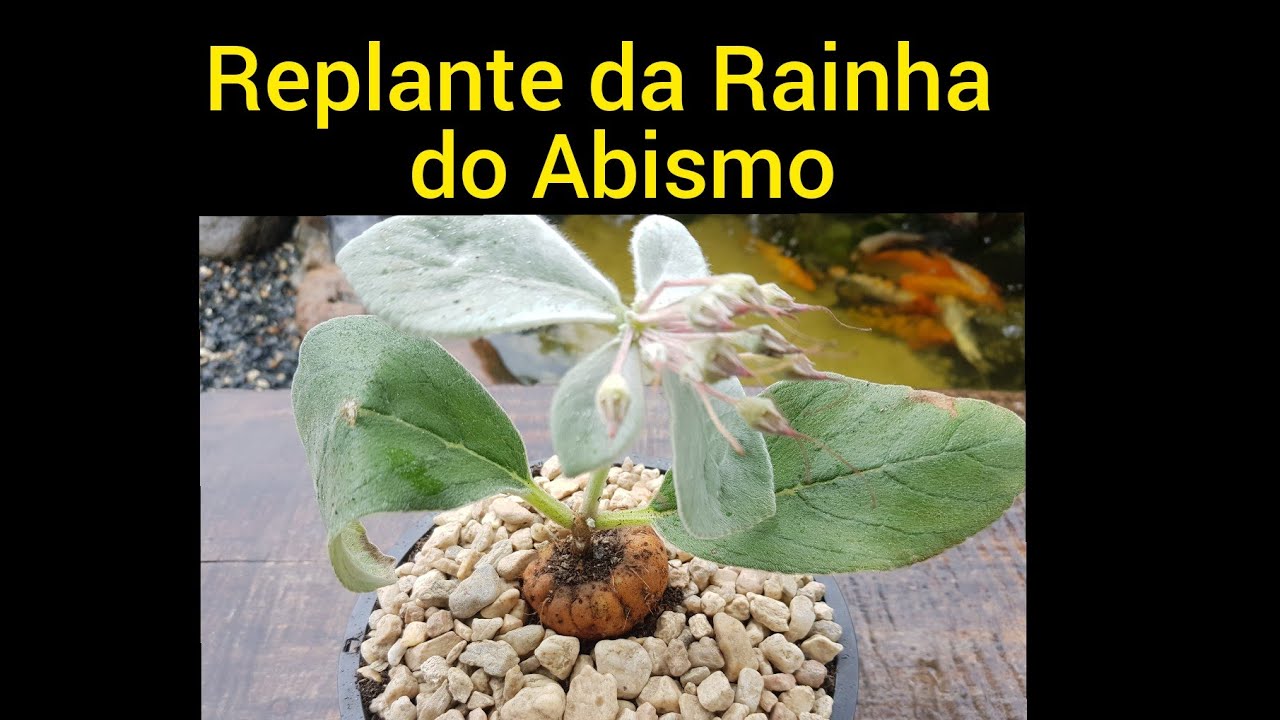 Replante da Rainha do Abismo