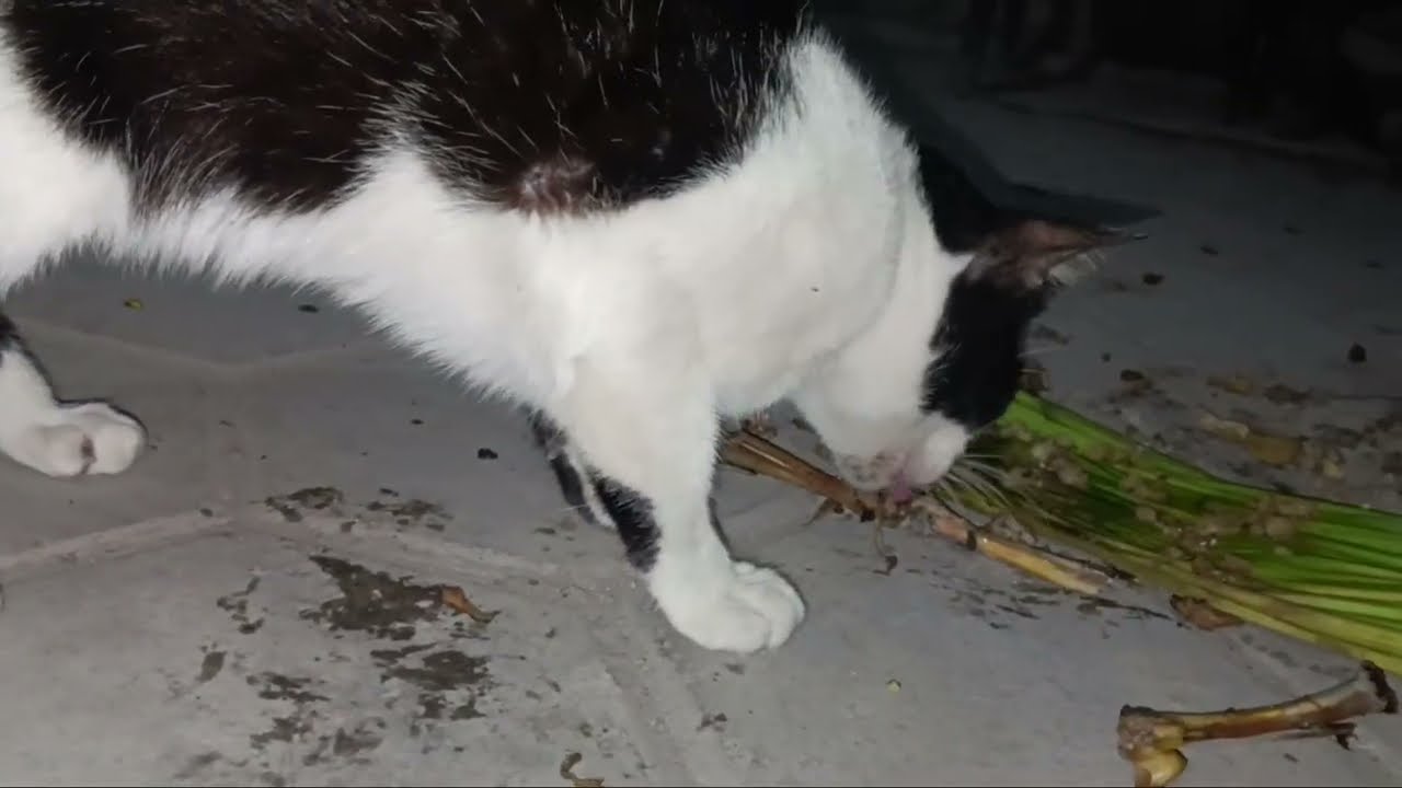 Kucing cat Makan Tulang Ayam - Andik cs Channel's