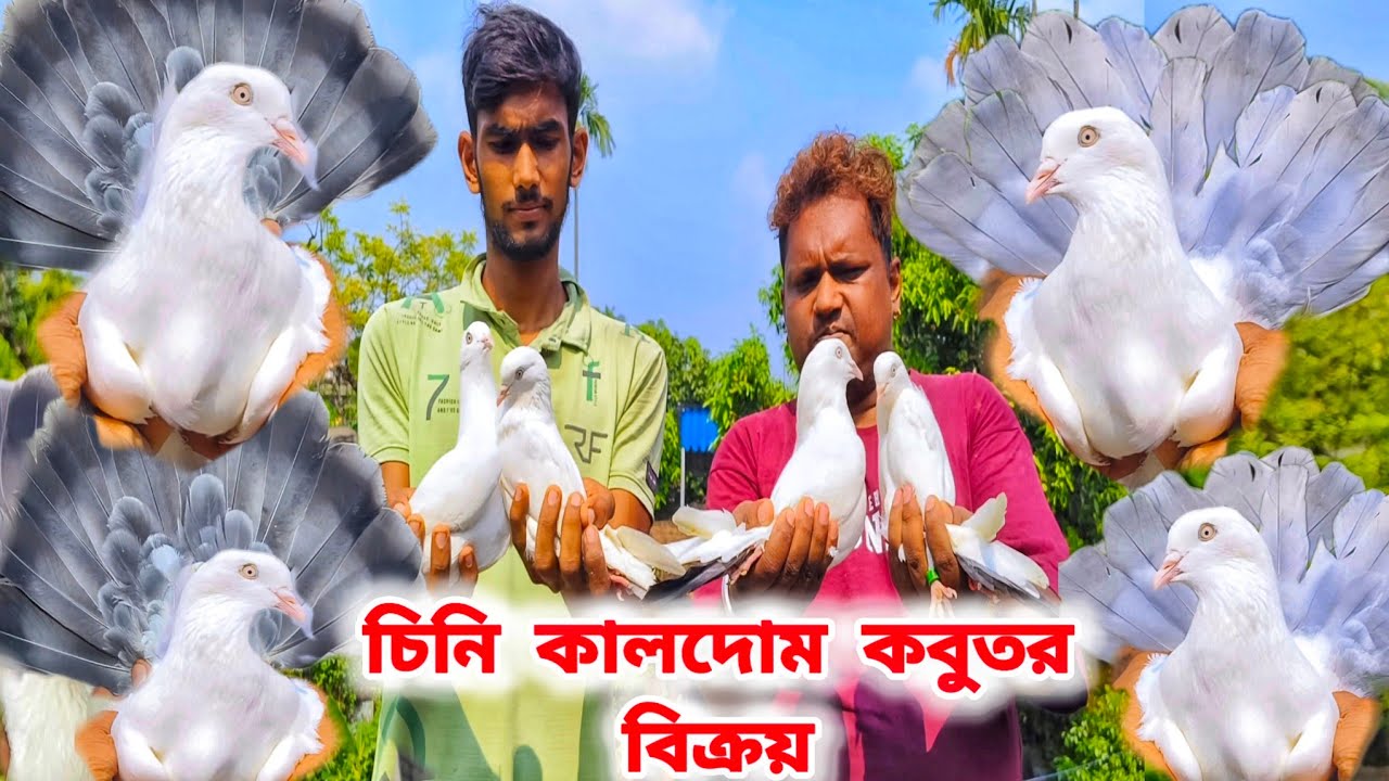 কাশমাদোম থেকে চিনি কালদোম সমস্ত কবুতর বিক্রয়। KASMA DOM & KALDOM LOFT'S।@pigeonsloverrj9600 