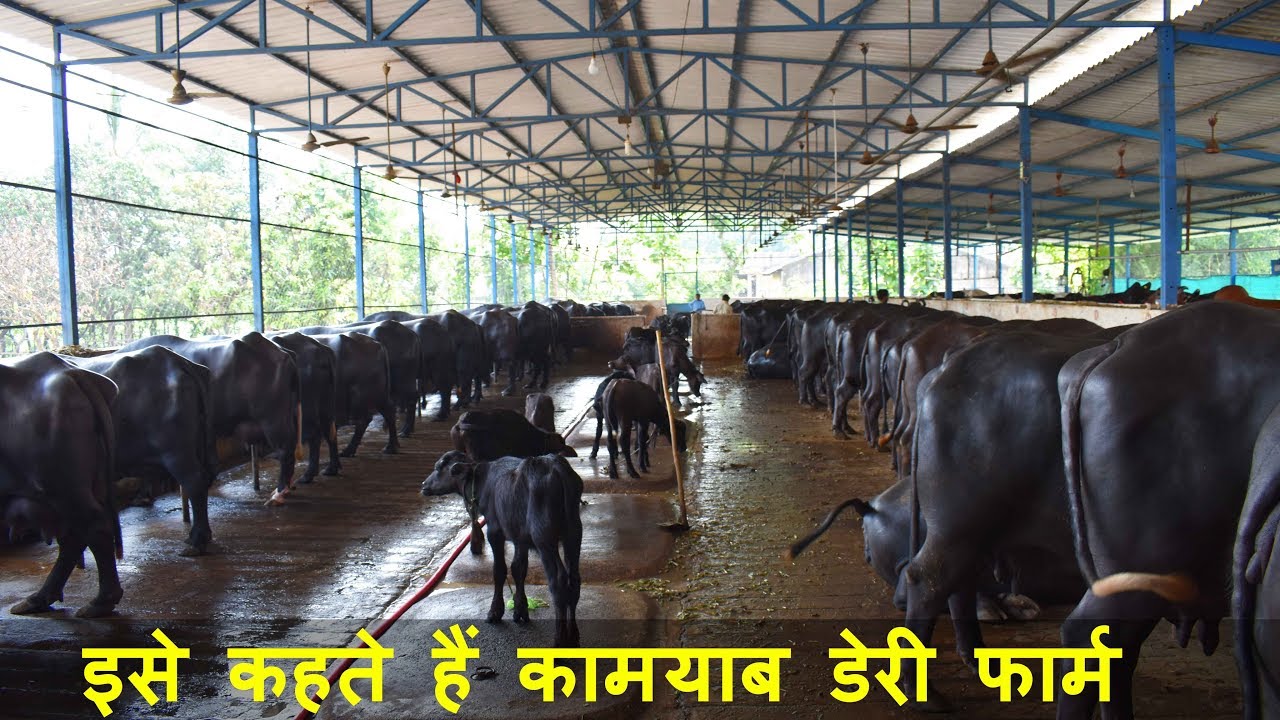 Bajrang Dairy Farm District Tapi Gujarat | Success story of a New Dairy Farm