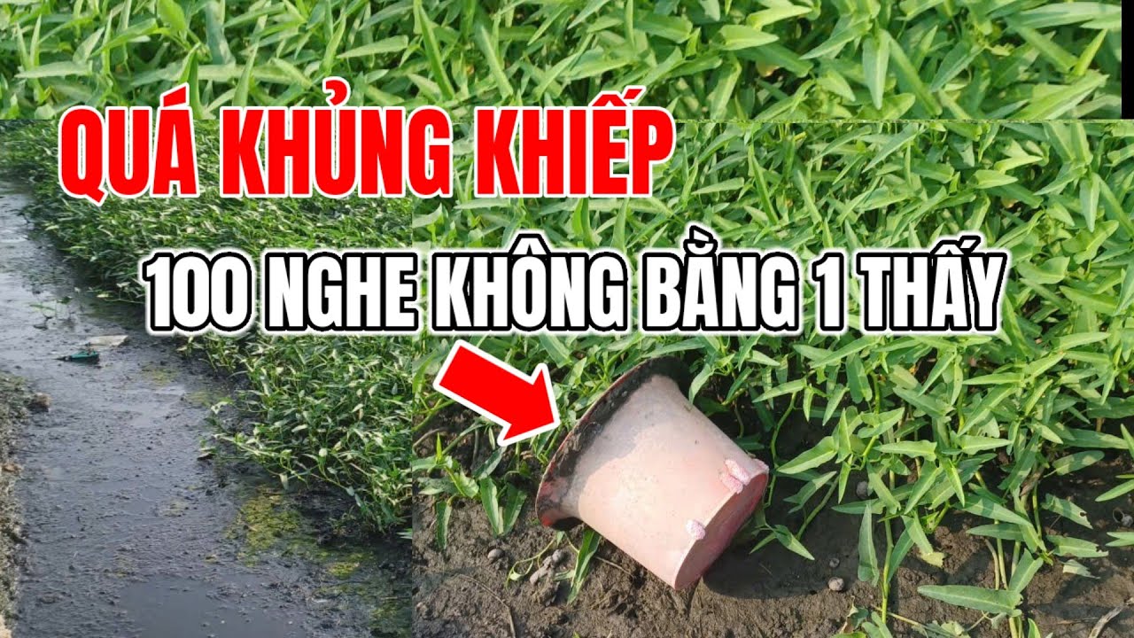 QUÁ GHÊ GỚM KHI PHÁT HIỆN ĐIỀU NÀY. RAU MUỐNG BÌNH MỸ CỦ CHI _ HCM