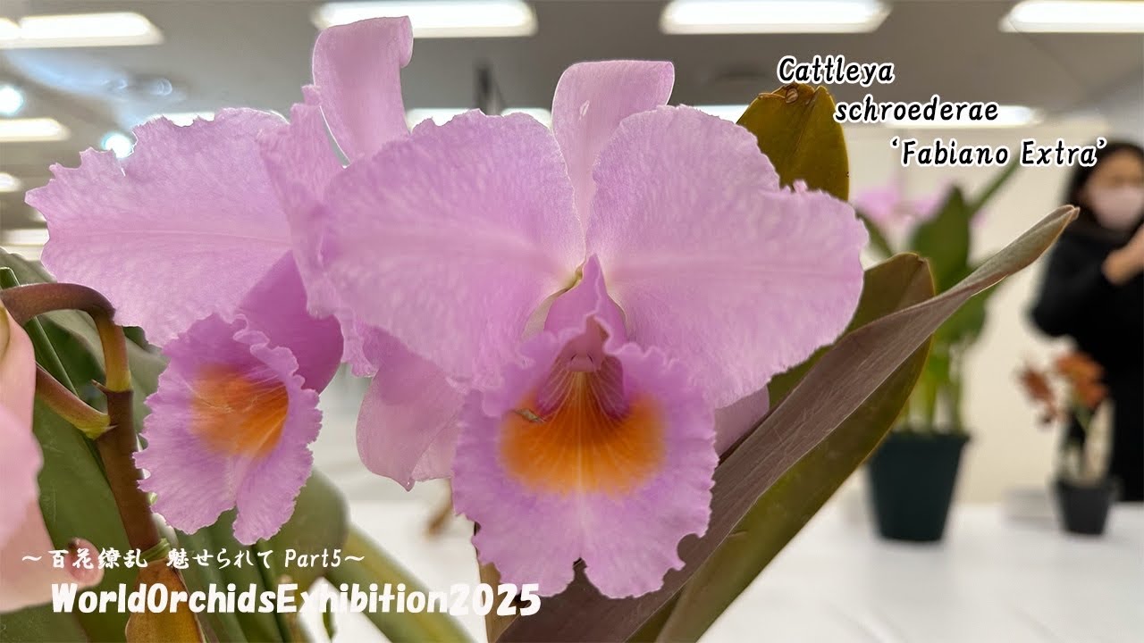 【絶対買うべき】シトラスからスイーツまで！最高級な香水の香り「蘭」ってどんな花？