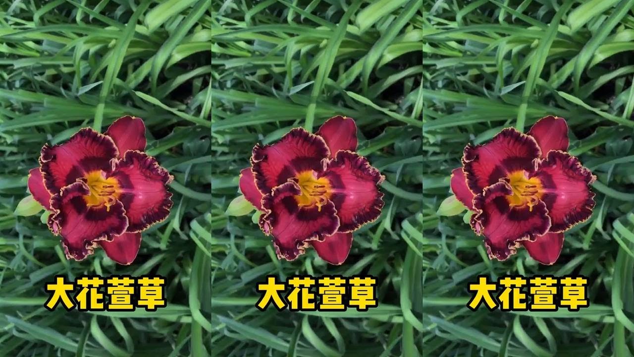 8盆大花萱草几百块，今年养好入夏就开，开花绝对壮观 8盆大花萱草几百块，今年养好入夏就开，开花绝对壮观