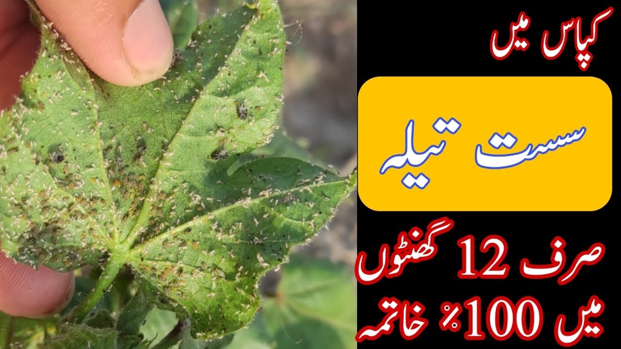 how to control aphids in cotton Crop || 100% results in 12 hours #farming #cotton