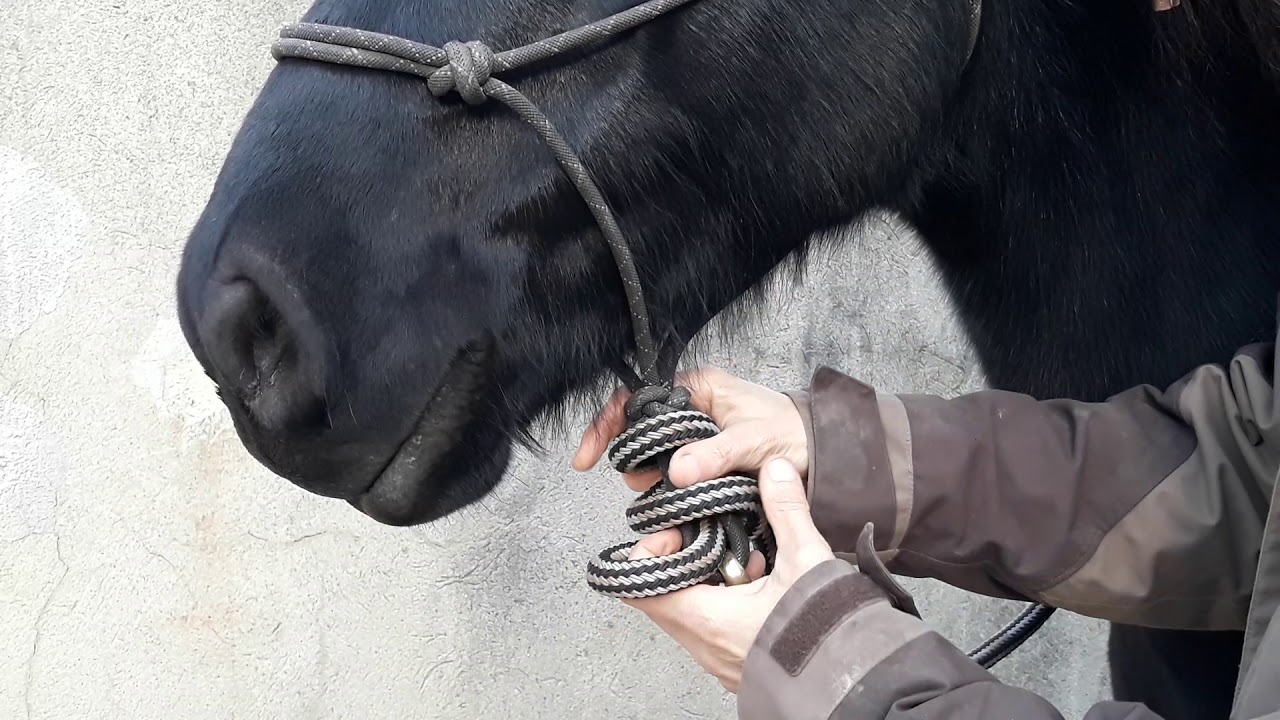 Comment réaliser des rênes avec la longe etho