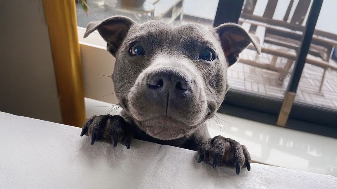 When You’re Living With the Most Polite and Incredible Dog Ever 🐶 | Cute Dog Videos