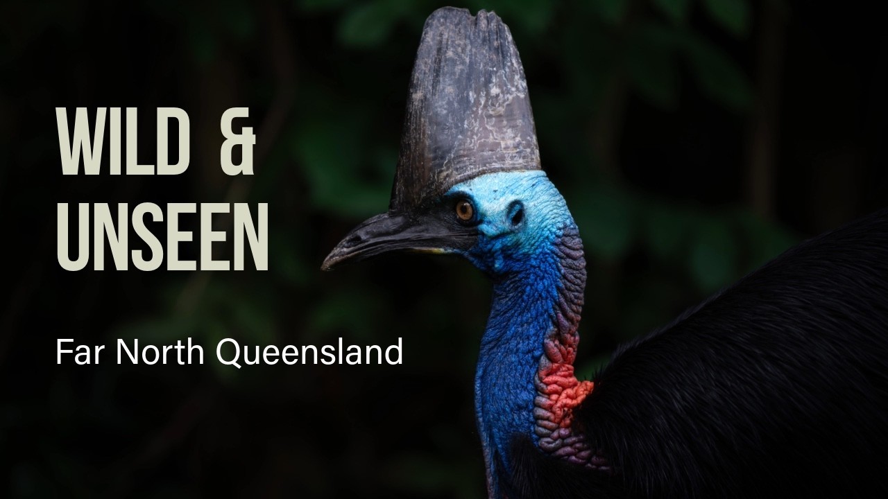 Wild & Unseen: Far North Queensland | Platypus, Tree Kangaroo & Rainforest Wildlife