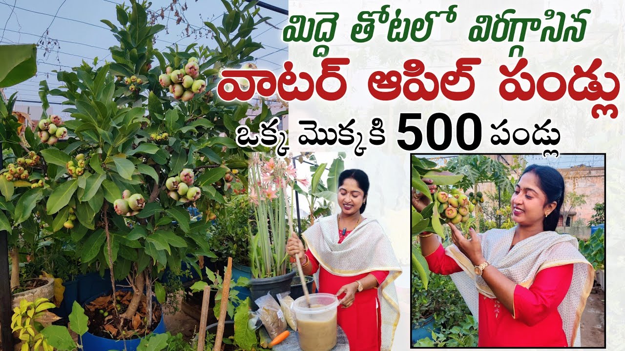 Fruit plants in terrace garden | Natural Fertilizer for Plants | 500 fruits for single plant