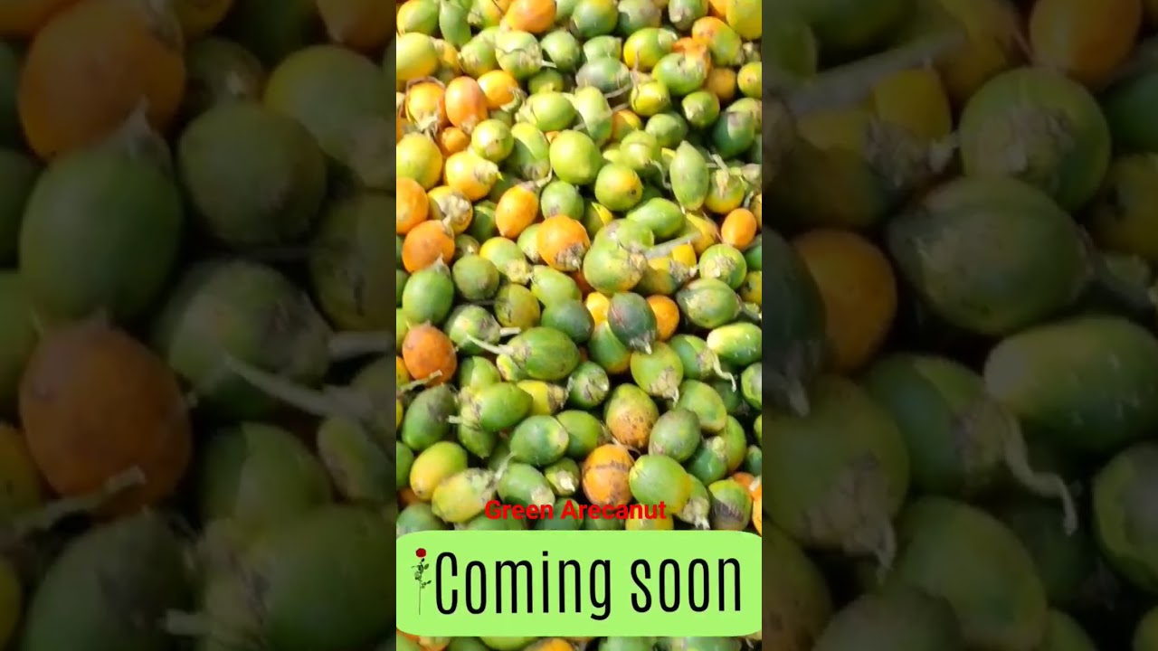 Coming soon | Green Arecanut in karnataka | Hasi Adike #adike #arecanut #betelnut