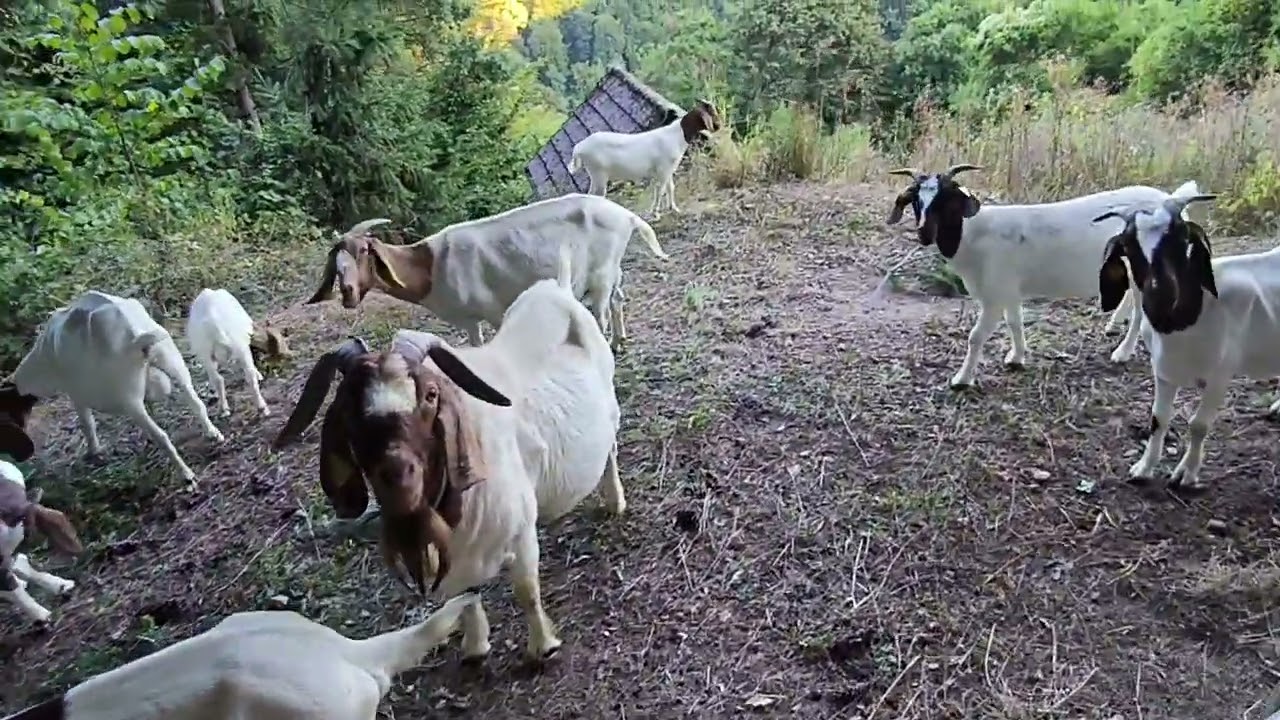 BURSKE KOZE IDU DALJE I NEMA STAJANJA