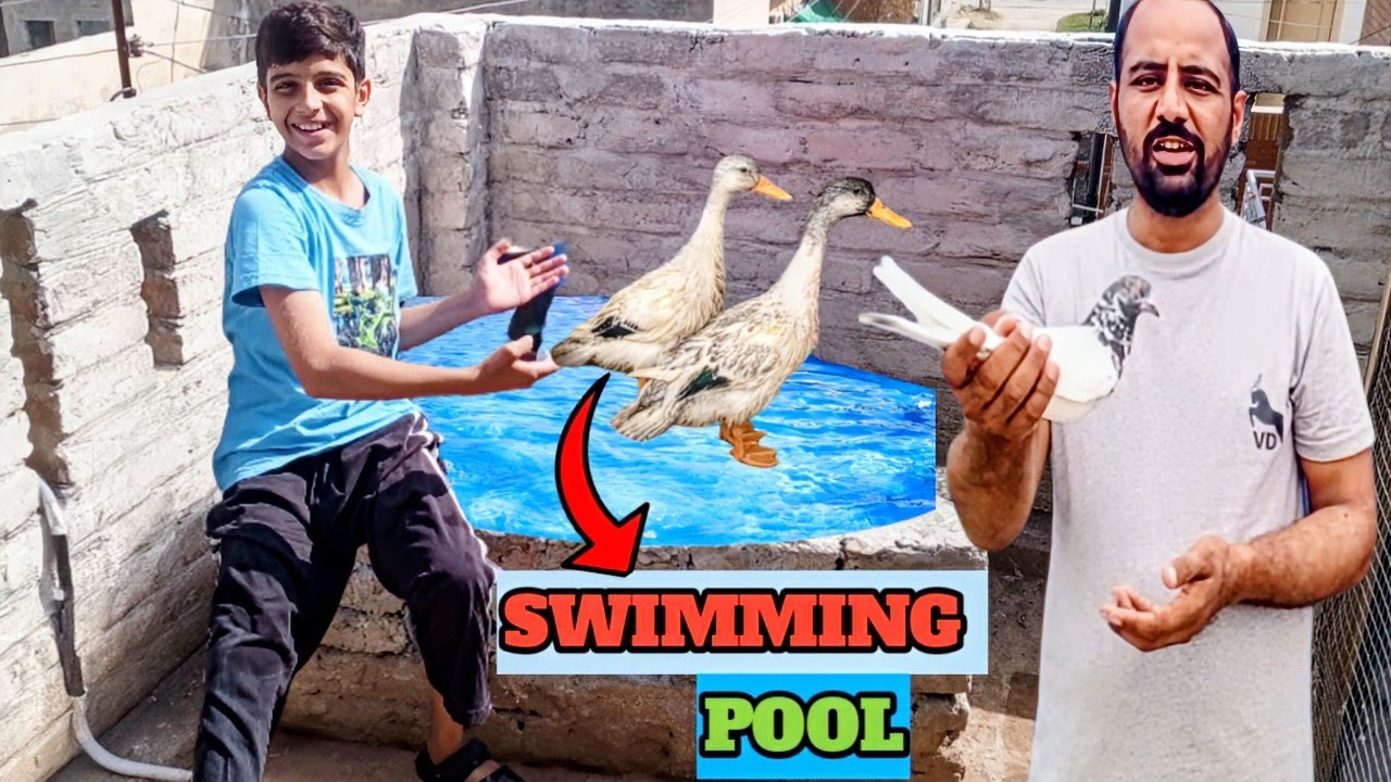Kabotron Ka New Pair Lga Sth Ducks Ka Swimming Pool