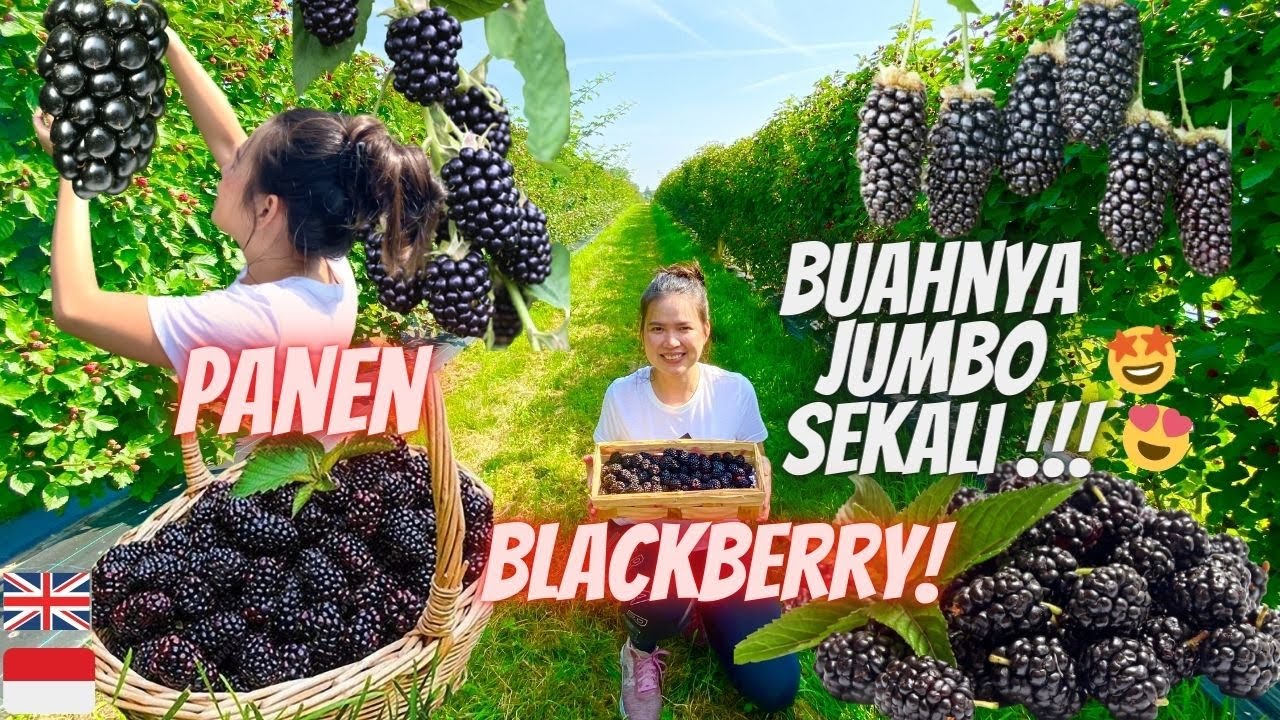 PANEN BLACKBERRY JUMBO PREMIUM DI PERKEBUNAN | RASANYA MANIS SEGARR (WITH ENGLISH SUBS)