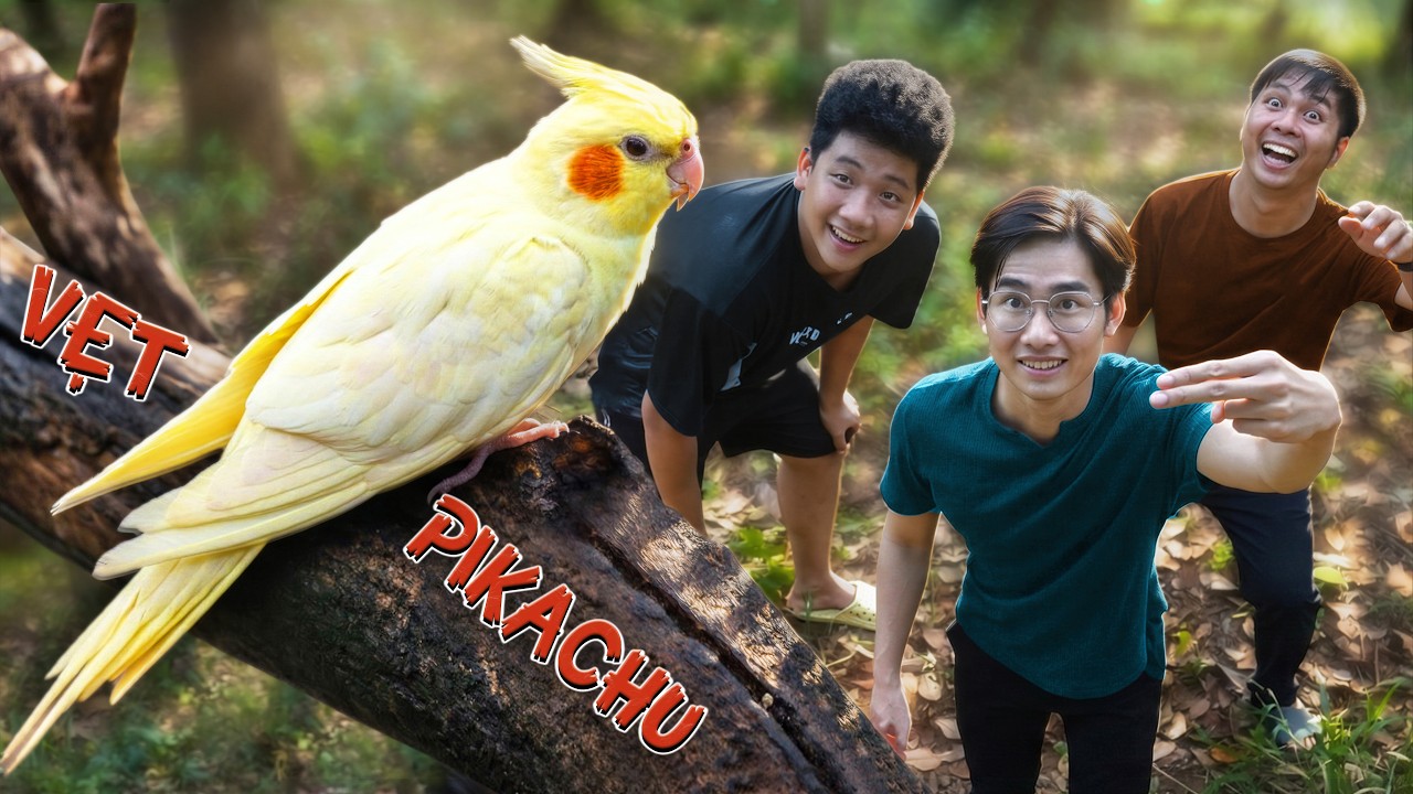 Quang BM | Nuôi Vẹt Non Pikachu | Raising a Baby Pikachu Parrot