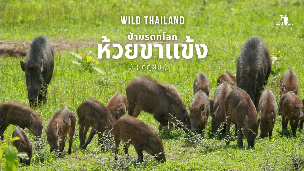 Wild Thailand | ป่ามรดกโลก ห้วยขาแข้ง | ( ฤดูฝน )