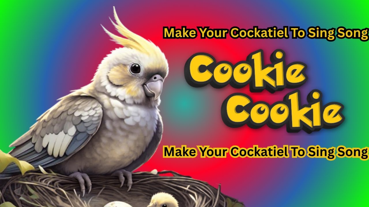 🍪 Cookie Song for Cockatiel Vocal Training – 1‑Hour Cockatiel Singing & Whistle Practice 🎶