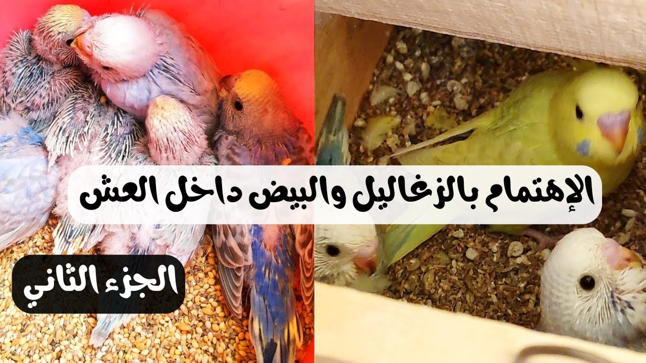 ماذا افعل بعد فقس بيض البادجي | الإهتمام بفراخ البادجي