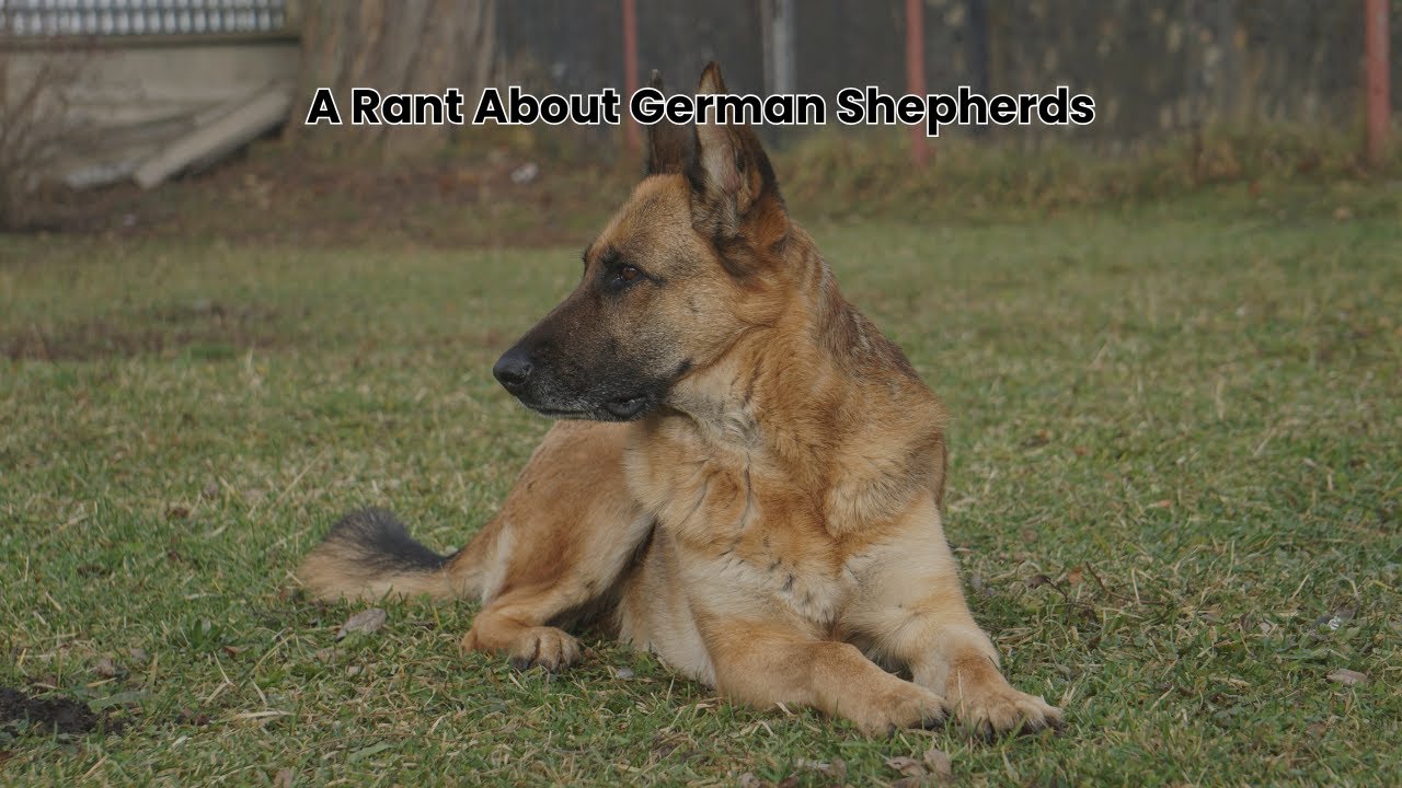 A Rant About German Shepherd Dogs & Backyard Breeding - Pawfect Partner LLC
