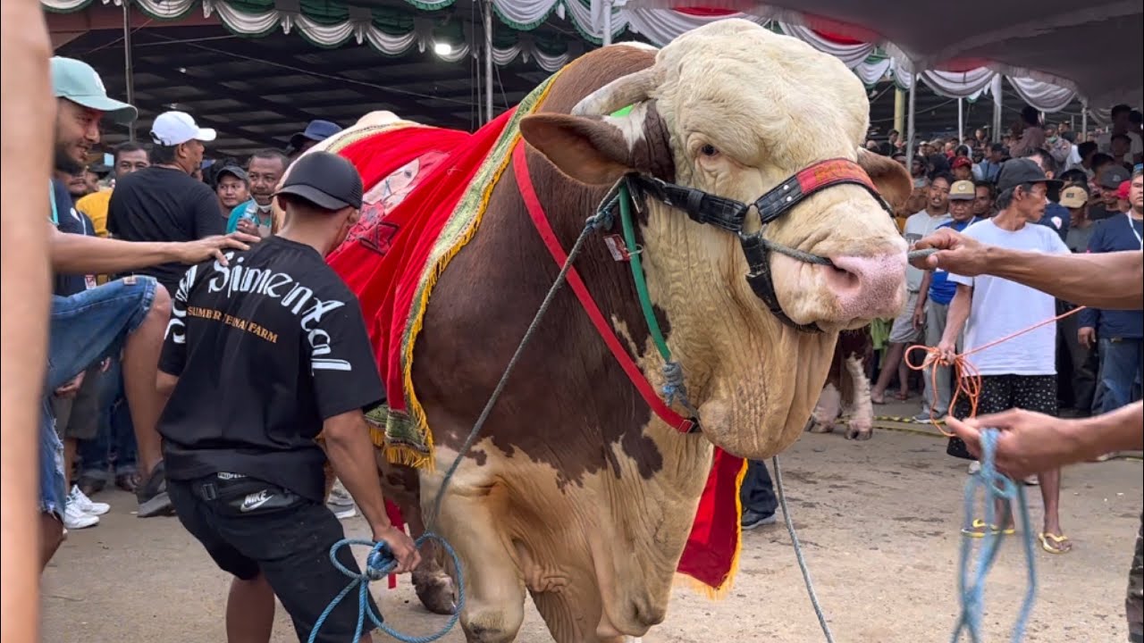 JUARA 1 SAPI TERBESAR INDONESIA KONTES BOYOLALI  2024 🔥🔥