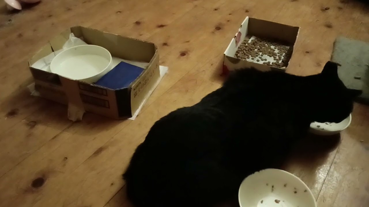 2026年1月28日 夜７時 家の中の黒猫三兄弟