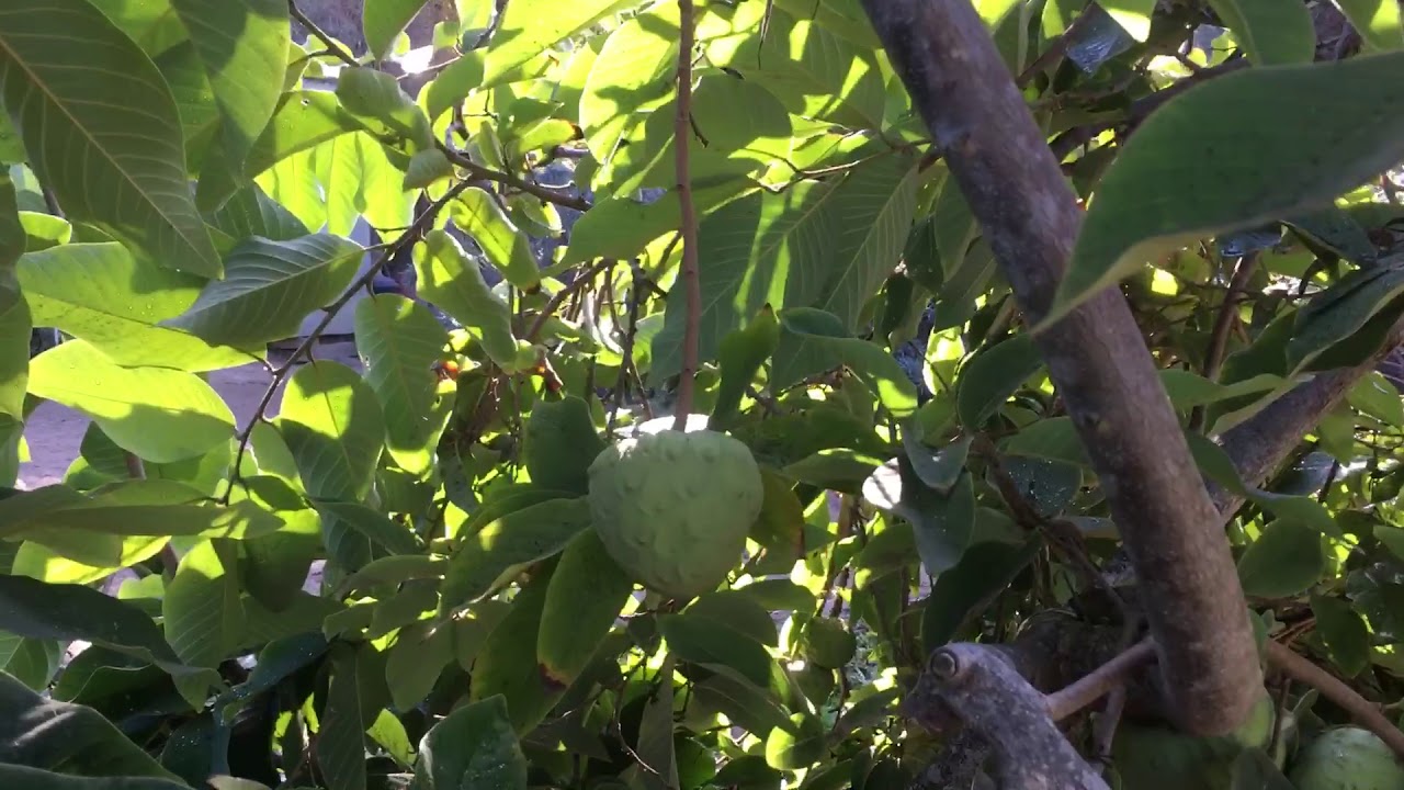 Never hand pollinate cherimoya again