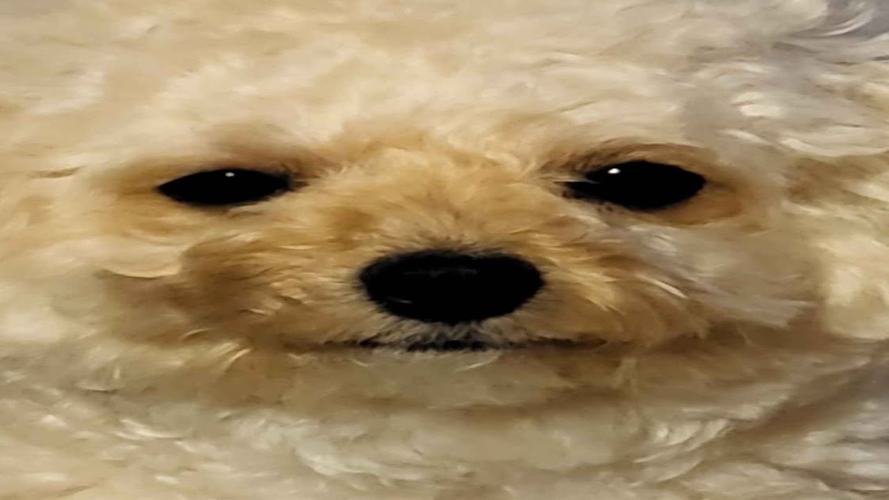 i have no earthly desires and i must edit