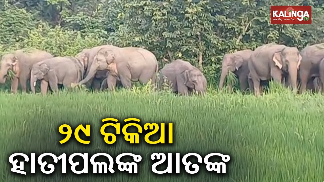 Odisha: 29 herd of elephants wreaks havoc in Keonjhar, locals in panic | Kalinga TV