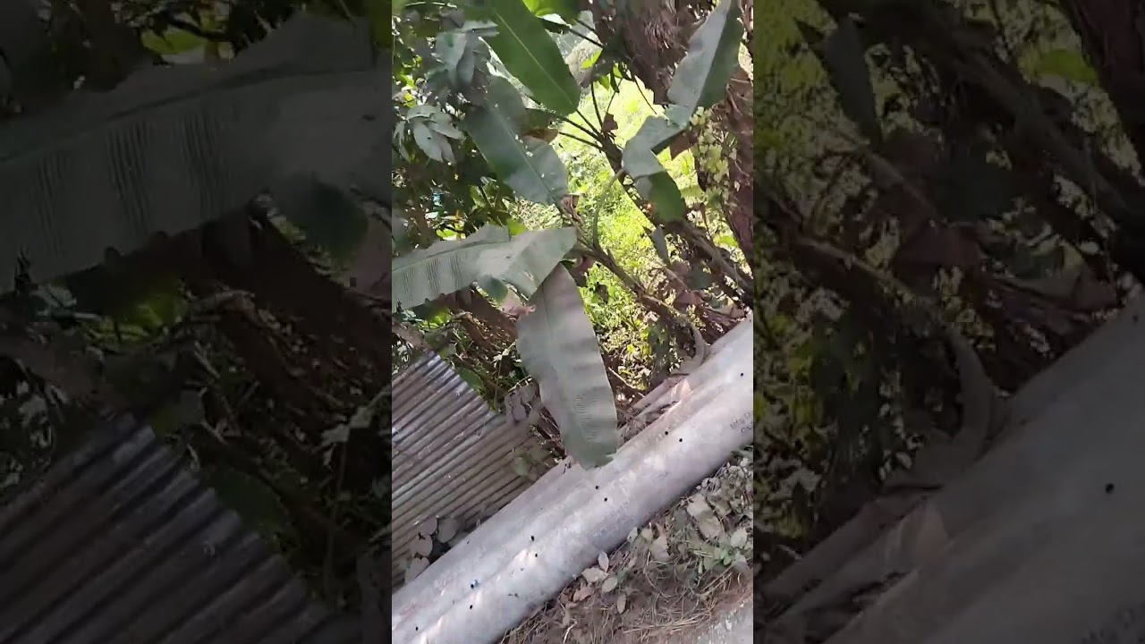 চলাচলের সময় আশেপাশের প্রকৃতির সৌন্দর্য। এ সৌন্দর্য মনকে প্রশান্ত করে তোলে।#video #viral #viralvideo