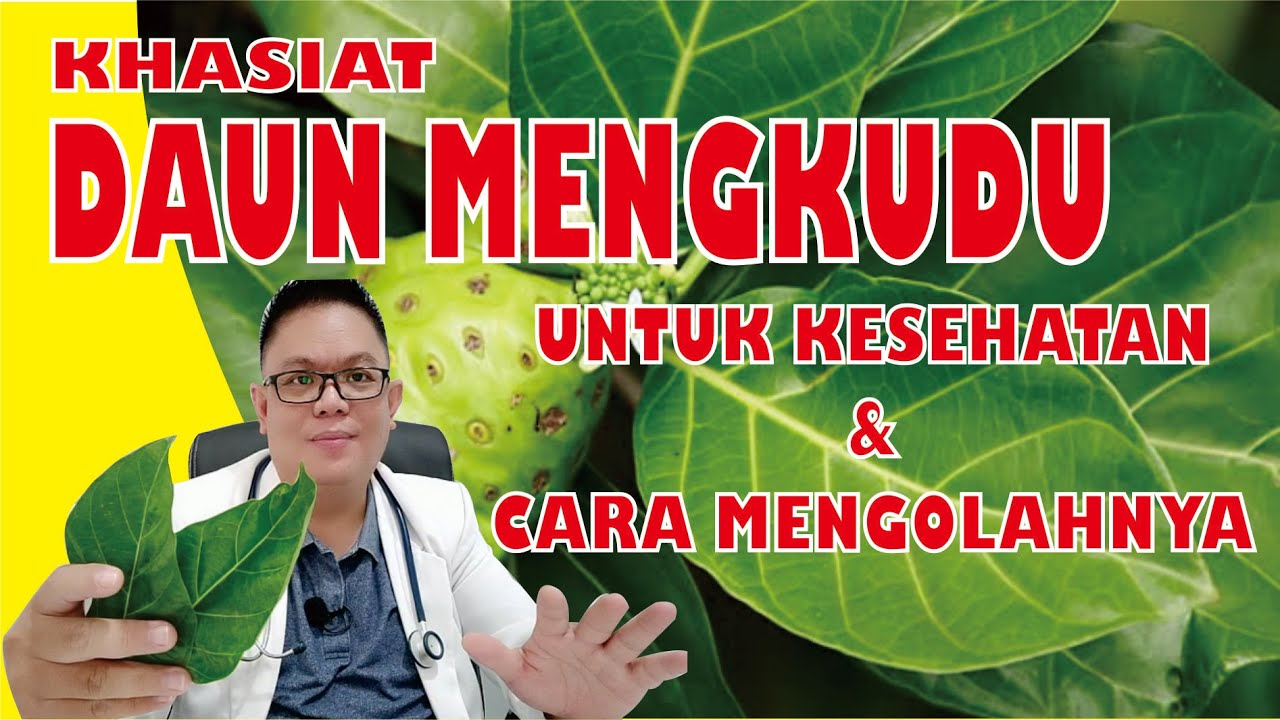 KHASIAT DAUN MENGKUDU UNTUK KESEHATAN DAN CARA MENGOLAHNYA