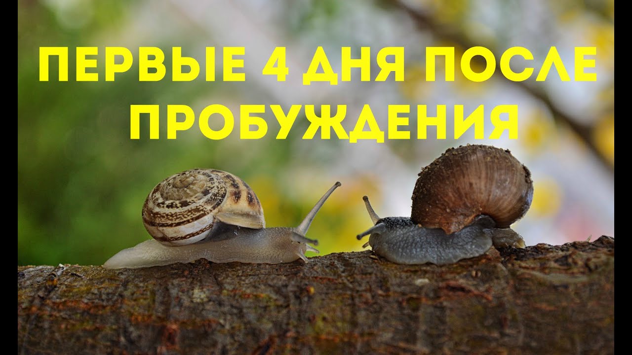 Маточник, день 2 - 4 | Улиточная ферма, Royal Snail | Helix Aspersa Muller |