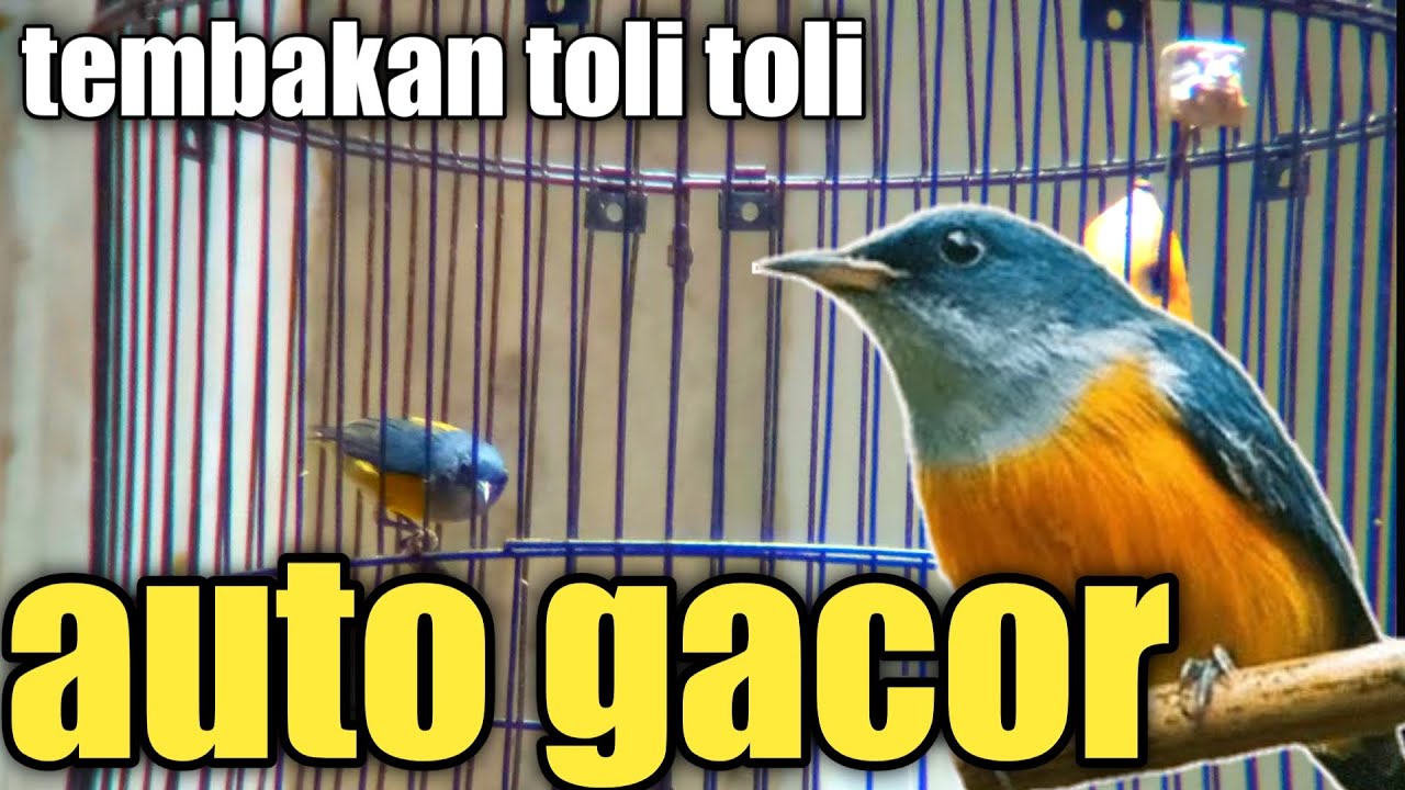 Pancingan Toli Toli Paling Ampuh Sekali Denger Auto Gacor || Kemade Bunga Api Gacor Nembak