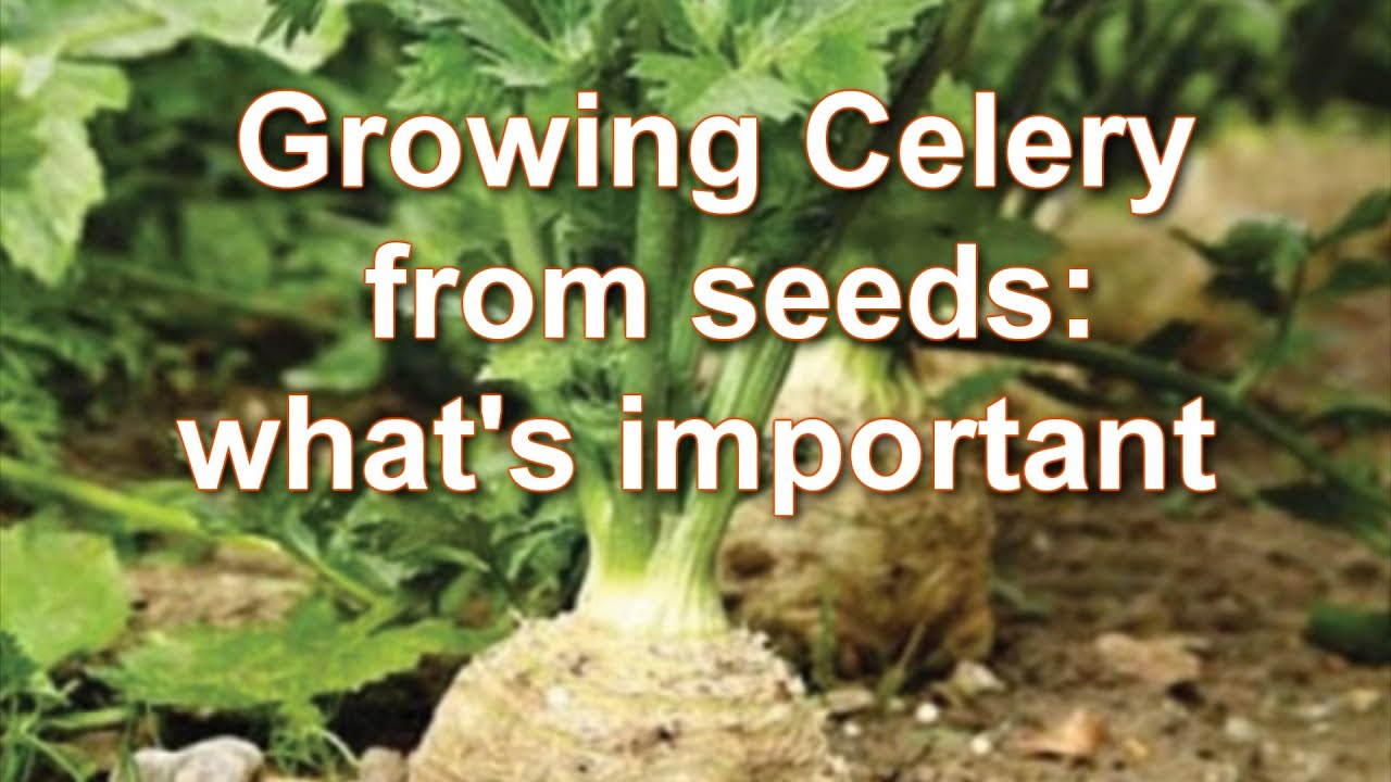 Growing Celeriac from Seed: Shooting of Celeriac in 10 days! How to grow root Celery. Alexa's Garden